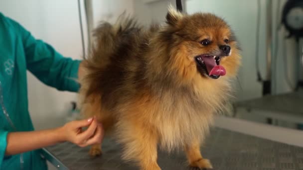 Γυναίκα Επιθεώρηση Pomeranian Σκυλί Στο Σαλόνι Καλλωπισμού — Αρχείο Βίντεο