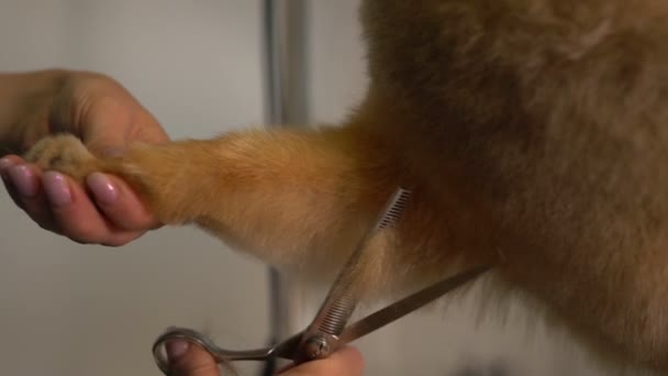 美容美发沙龙中的波美拉尼亚犬剪毛 — 图库视频影像