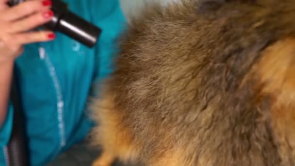 Travailleur Séchage Des Cheveux Chien Après Lavage Dans Salon Toilettage — Video