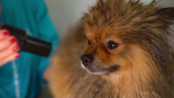 Працівник Сушіння Волосся Собаки Після Прання Салон Догляду — стокове відео