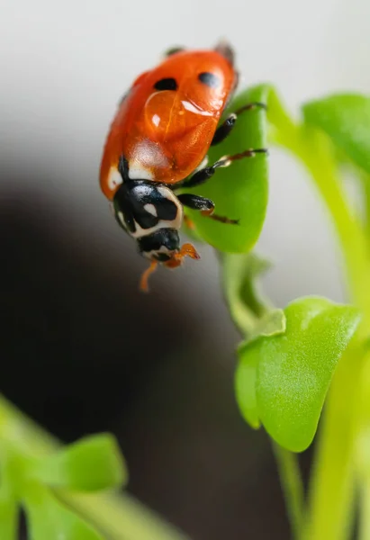 Yeşil Yaprağın Üzerinde Oturan Uğur Böceğinin Makro Görüntüsü — Stok fotoğraf