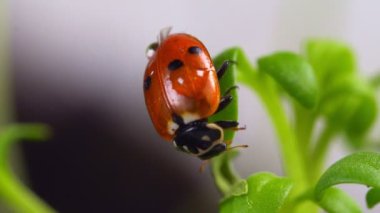 Yeşil yaprağın üzerinde oturan uğur böceğinin makro görüntüsü.
