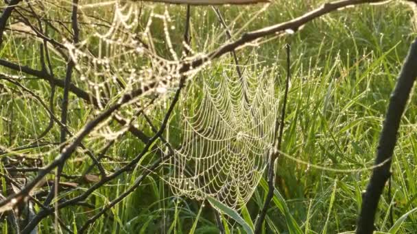 A light morning breeze sways a cobweb on dry bush branches — Stock Footage A light morning breeze sways a cobweb on dry bush branches Stock Video