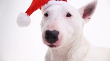 stüdyoda beyaz bir arka plan üzerinde Noel kırmızı şapkalı bir boğa korkunç