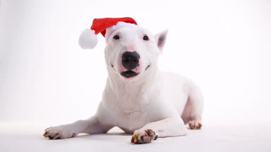 stüdyoda beyaz bir arka plan üzerinde Noel kırmızı şapkalı bir boğa korkunç