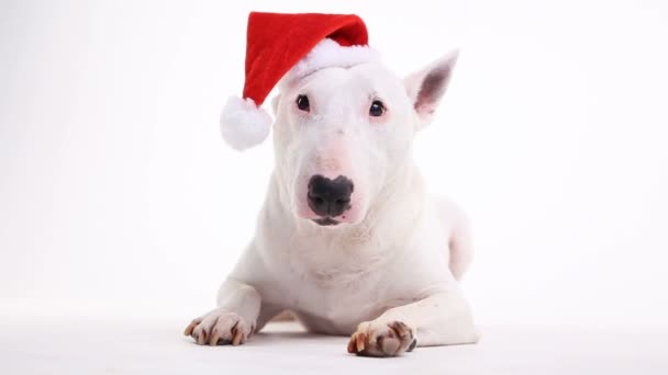 Τεριέ του Bull σε ένα καπέλο Χριστουγέννων κόκκινο σε λευκό φόντο στο στούντιο — Αρχείο Βίντεο
