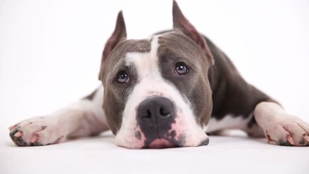 American pit bull terrier repose sur un fond blanc en studio — Video