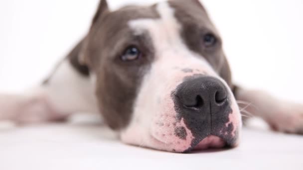 American pit bull terrier lies on a white background in studio — Stock Video