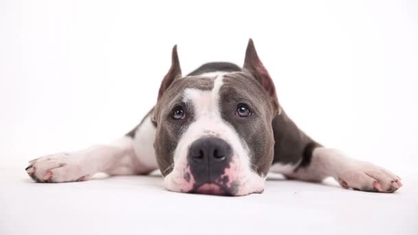 American pit bull terrier repose sur un fond blanc en studio — Video