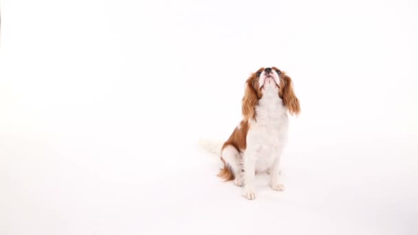 Kavalierkönig Karl Spaniel posiert vor der Kamera im Studio auf weißem Hintergrund — Stockvideo