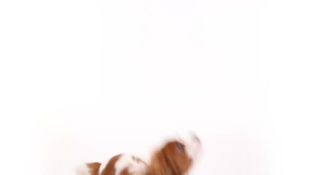 骑士国王查尔斯猎犬摆在镜头前在演播室的白色背景 — 图库视频影像