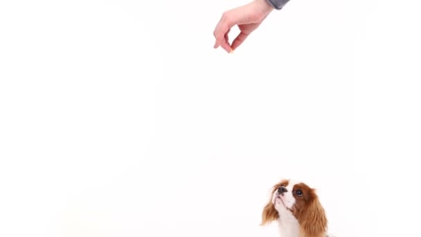 Cavalier King Charles Spaniel poserar framför kameran i studion på vit bakgrund — Stockvideo