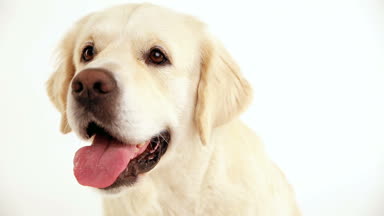 Beyaz arka plan portre üzerinde bir golden retriever portresi