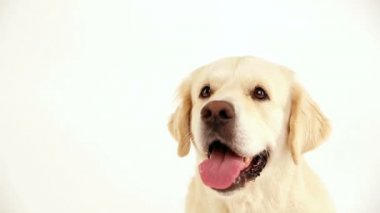Beyaz arka plan portre üzerinde bir golden retriever portresi