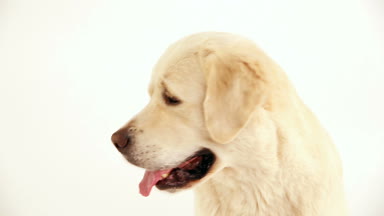 Beyaz arka plan portre üzerinde bir golden retriever portresi