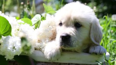 doğada çiçekli bir sepet içinde oturan güzel golden retriever yavru