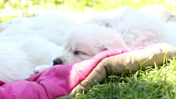 자연에서 자 고 하는 아름 다운 골든 리트리버 강아지 — 비디오