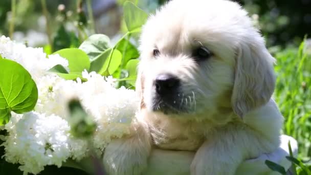 Hermoso cachorro golden retriever sentado en una cesta con flores en la naturaleza — Vídeo de stock