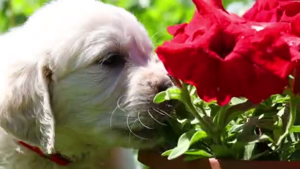 Beautiful little golden retriever puppy in nature — Stock Video