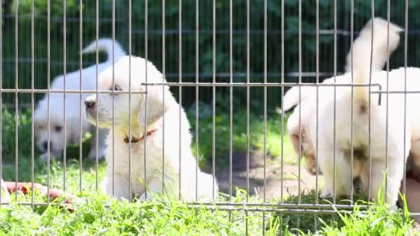 Beautiful little golden retriever puppies play in the aviary — Stock Video