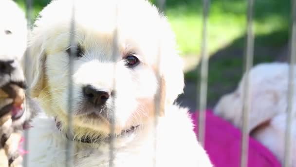 Beautiful little golden retriever puppies play in the aviary — Stock Video