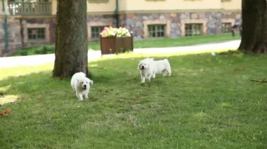 bir golden retriever yavru parkta oynuyorlar