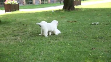 bir golden retriever yavru parkta oynuyorlar