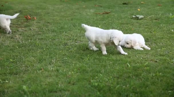 Cuccioli di un golden retriever stanno giocando nel parco — Video Stock