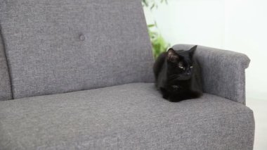 Evcil hayvanlar hayatı. kara kedi üzerinde gri bir kanepe oturma odasında evde dinleniyor.