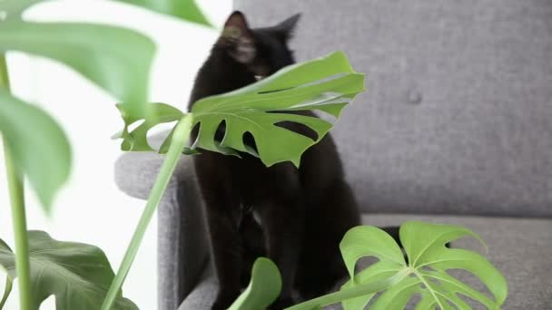 国内のペットの生活。黒猫はグレーのソファの上の自宅居間で休憩します。. — ストック動画