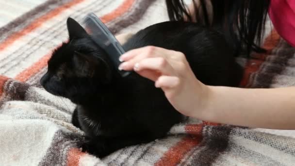 Amor por las mascotas. hermosa mujer morena peinando su gato negro en casa en la cama — Vídeos de Stock