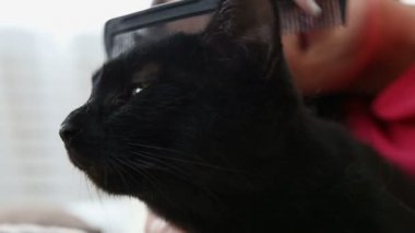 aşk için pets. güzel esmer kadın yatakta siyah kedi evde penye