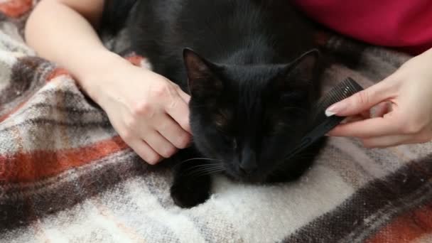 Amor por las mascotas. hermosa mujer morena peinando su gato negro en casa en la cama — Vídeo de stock