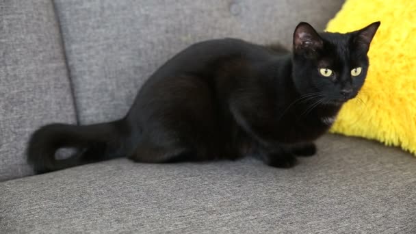 Η ζωή των κατοικίδιων ζώων συντροφιάς. μαύρη γάτα είναι ανάπαυση στο σπίτι στο σαλόνι σε γκρι καναπέ. — Αρχείο Βίντεο