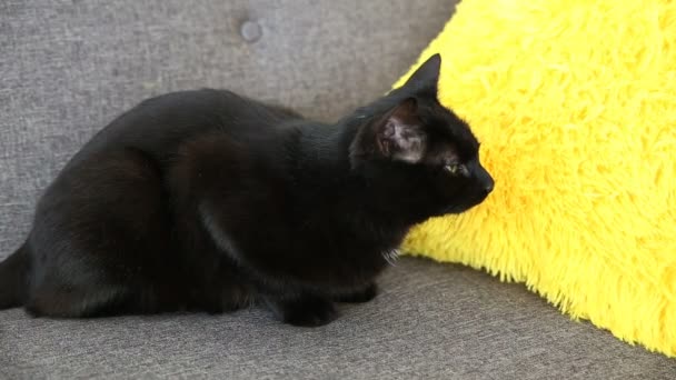 Vida de animais domésticos. gato preto está descansando em casa na sala de estar em um sofá cinza . — Vídeo de Stock