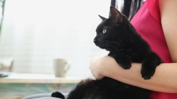 Vida con mascotas. hermosa chica está trabajando en casa en un ordenador portátil con un gato negro en sus manos . — Vídeos de Stock