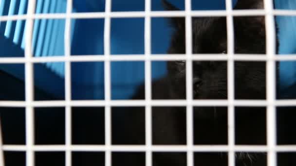 Grausame Behandlung von Haustieren. Eine schwarze Katze sitzt in einem Käfig in einem Kinderzimmer für ausgesetzte Tiere. — Stockvideo