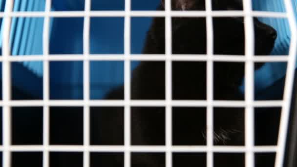Grausame Behandlung von Haustieren. Eine schwarze Katze sitzt in einem Käfig in einem Kinderzimmer für ausgesetzte Tiere. — Stockvideo
