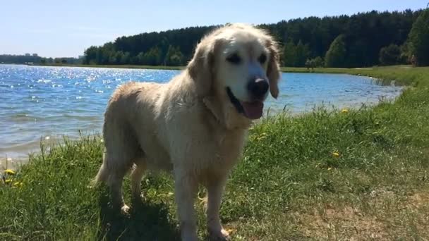 Lyckligt liv av husdjur. blöta hunden skakar ullen runt sjön - slowmotion — Stockvideo