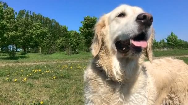 Vida feliz de animais de estimação. o cão molhado treme a lã na natureza - câmera lenta — Vídeo de Stock