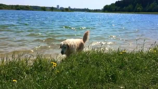 Ευτυχισμένη ζωή κατοικίδιων ζώων. Το golden retriever περπατά κοντά σε μια λίμνη - αργή κίνηση — Αρχείο Βίντεο