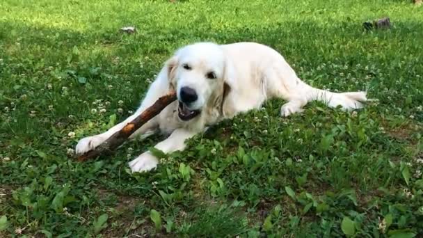 Vida feliz de las mascotas. golden retriever con apetito roe varita en el jardín - cámara lenta — Vídeos de Stock