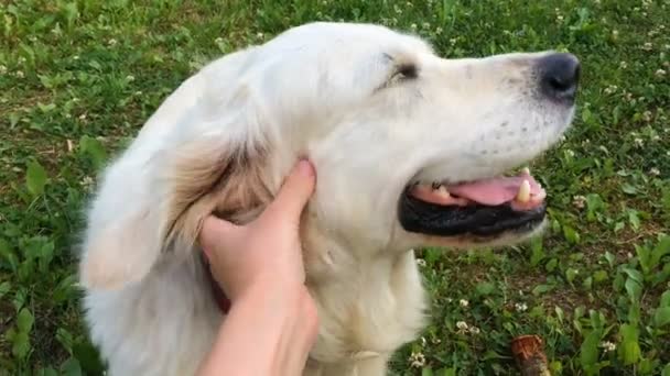 ペットの幸せな生活。彼の犬をなでる男の手。変な顔のラブラドル ・ レトリーバー犬のクローズ アップ-手持ち撮影 — ストック動画