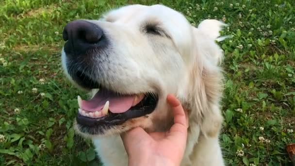 Glückliches Leben von Haustieren. die Hand eines Mannes, der seinen Hund streichelt. lustiges Gesicht Labrador Retriever Nahaufnahme - Zeitlupe — Stockvideo