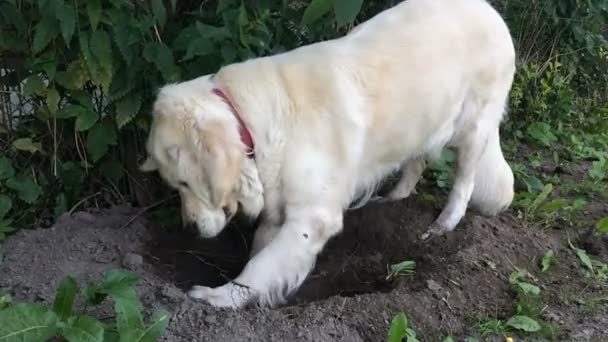 Vida Feliz Las Mascotas Golden Retriever Está Cavando Suelo Jardín — Vídeos de Stock