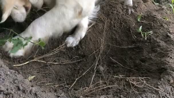 vie heureuse des animaux domestiques. un récupérateur d'or creuse le sol dans le jardin au ralenti 