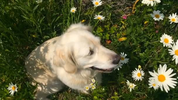 Vida feliz de las mascotas. hermoso golden retriever posando en camomiles primer plano - cámara lenta — Vídeos de Stock