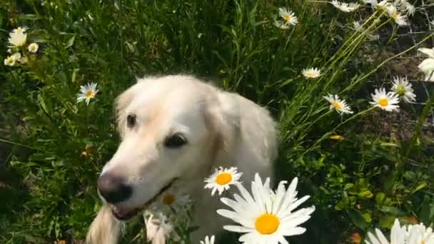 Gelukkig leven van huisdieren. mooie golden retriever poseren in camomiles closeup - handheld schieten — Stockvideo