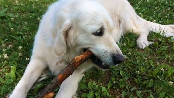 Happy life of pets. golden retriever with appetite gnaws wand in the garden - slow motion — Stock Video
