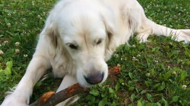 애완 동물의 행복 한 생활입니다. 식욕과 함께 골든 리트리버 gnaws 정원-핸드헬드 촬영에 지팡이 — 비디오